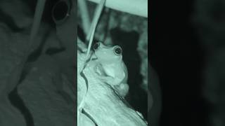 Tree frog hunting for crickets [upl. by Newberry]