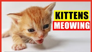 Kittens Meowing High Quality Kitten Meowing Sounds to Find Your Cat Cute Kittens Meowing Loudly [upl. by Erena]