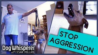 How To Deal With An Aggressive Dog  Dog Whisperer With Cesar Millan [upl. by Einaej]