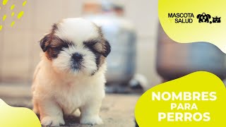 Nombres para perros  Pequeños Grandes Machos Hembras   Mascota y Salud [upl. by Notnef]