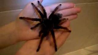 BRACHYPELMA KLAASI TARANTULA Mexican Pink [upl. by Laram11]