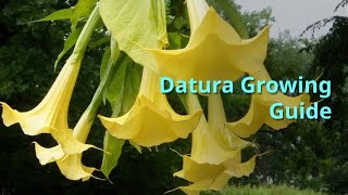 Datura Growing Guide [upl. by Corso184]