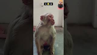 comedy realfoolscomedy funny surajroxfunnyvibeo fun monkey surajroxfun realfools jokes [upl. by Richie]