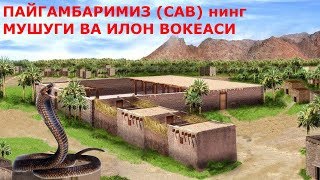 Пайгамбаримиз Сав нинг Мушуги ва Илон вокеаси хикоя [upl. by Hallagan]