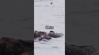 Sea Otter didyouknow funfacts seaotter nature [upl. by Moses861]