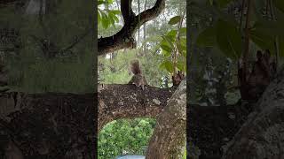 Squirrel Went Berzerk squirrel squirrels music [upl. by Aztiray138]