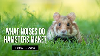 What Noises Do Hamsters Make [upl. by Pomcroy]