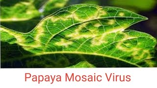 Papaya Mosaic virus  Symptoms  Transmission  Control [upl. by Barling]