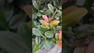 桃金孃科赤楠屬小葉赤楠葉 Syzygium buxifolium 茶樹 小葉赤楠Syzygium buxifolium GrassVID20240926063446 [upl. by Yralih]