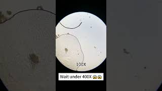 Tap water look cool at 400x magnification underthemicroscope microscope scienceshorts [upl. by Feriga]