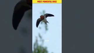 Fact about shallow bird Ababeel😱viral short trending fact comment share history [upl. by Ahsinor]