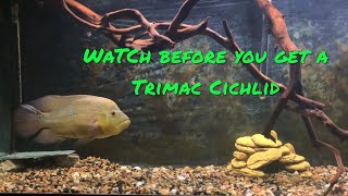 Watch Before You Get A Trimac Cichlid Bonus Live Feedings [upl. by Mij]