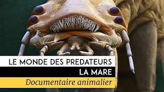 Le monde des prédateurs  La Mare [upl. by Cannell]