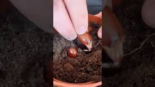 How to grow lychee from seed 🌱 [upl. by Ecinnaj]