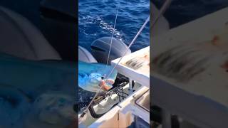 Quickest Giant Fish Strike Ever Caught on Camera fishing giantfish fypシ゚ shorts [upl. by Ishmul]