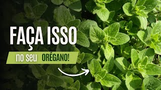 Como cultivar orégano [upl. by Jory]