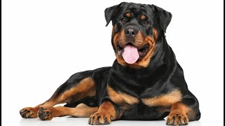 ROTTWEILER DOG GROWL SOUND EFFECTS [upl. by Anilec]