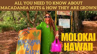 Our visit to Purdys Macadamia Nuts Farm in Molokai  Hawaii [upl. by Rolanda69]