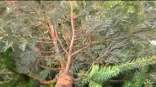 ChristbaumEntsorgung in München Raus mit dem Baum – Aber wohin [upl. by Marilyn]