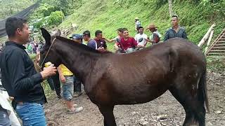 Feria ganadera en Paime Cundinamarca [upl. by Selie]