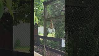 White Handed Gibbons Sounding Off Leesburg Animal Farm 07152023 Leesburg Virginia [upl. by Tnomad463]