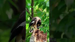 Common Mynah bird short shorts short video youtube shorts short feed srilanka [upl. by Ljoka]