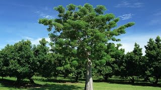 Adansonia digitata  Baobab Tree [upl. by Brass]