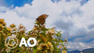 Discover the Story Behind Mexicos Monarch Butterfly Migration  Atlas Obscura [upl. by Yanej6]