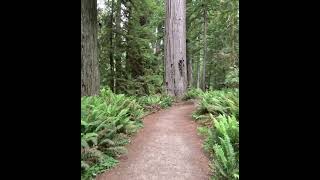 Redwoods National Park California 54 nature nationalpark travel [upl. by Doyle988]