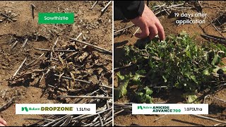 Find out how Nufarm DROPZONE compares in our Toowoomba Field Demonstration [upl. by Eidurt]