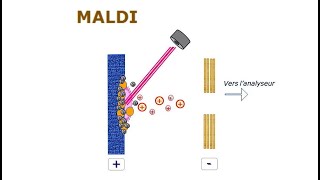 Spectrométrie de masse  05 Ionisation Laser Assistée par Matrice MALDI [upl. by Muirhead]