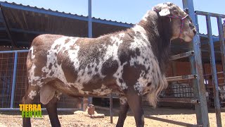 Tierra Fértil TvAlta genética y valor agregado en ovinos Pelifolk 220521 [upl. by Ahseal]