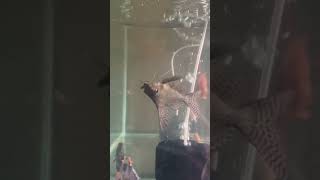 Gave snails to fish shop viralvideo aquarium fishhobbyist bangalore tamil [upl. by Golter842]