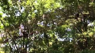 Bolivian Gray Titi Monkeys in Treetop Trail  Philadelphia Zoo [upl. by Aihsetel982]