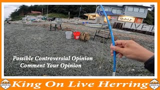 King Salmon On Live Herring  Controversial Opinion  Comment Your Opinion  dansSawfish5604 [upl. by Aradnahc]