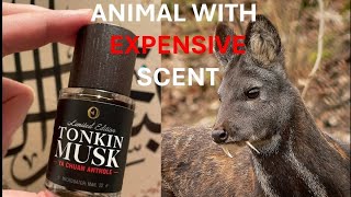 1 million SECRET DEER behind an EXPENSIVE PERFUME muskdeer tonkindeer deerperfume [upl. by Acinomed]