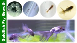 In 5 minutes Watch Goldfish Grow from Birth to 4 Months Blue Egg Phoenix 👉 [upl. by Ahsauqal304]