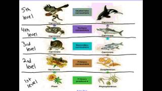 Trophic Levels and 10 Rule [upl. by Cassella731]