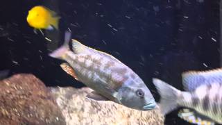 Nimbochromis Fuscotaeniatus [upl. by Mosra]