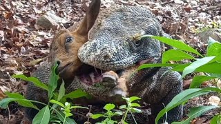 This is the first time Ive seen a Komodo dragon hunting that fast😱 [upl. by Hgielrebma565]