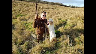 Working Clumber spaniel on Christmas morning hunt [upl. by Glarum]