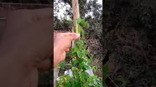 aprajita ka seed pot sm short video [upl. by Biddy]