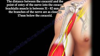 Scapula Coracoid Process Anatomy  Everything You Need To Know  Dr Nabil Ebraheim [upl. by Iana]