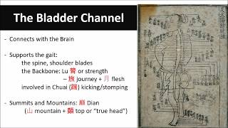 Exploring Acupuncture Points The Bladder Channel [upl. by Pogue]