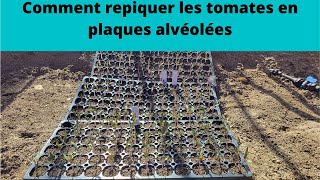 Comment repiquer les tomates en plaques alvéolées [upl. by Burra]