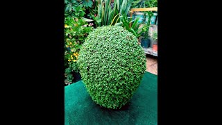 قطعة فنية من الفخار Planting on Pottery [upl. by Karas]