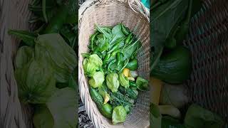 Tomatillo harvest 12th October 2024 part 1shorts growingvegetables gardening [upl. by Anitnatsnok845]