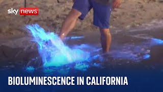 California Bioluminescent waves form as sea plankton appearances become more regular [upl. by Eydie]