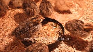 Cute little Japanese Quail or Bater newlyborn and scuttling around the place all energetic [upl. by Aimik108]