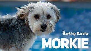 Morkie  The Ultimate Guide to Maltese and Yorkie Crossbreed [upl. by Jea]